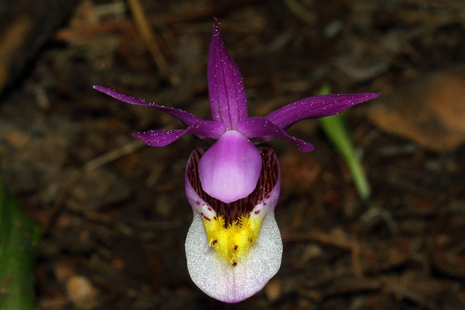 Калипсо луковичная Calypso bulbosa