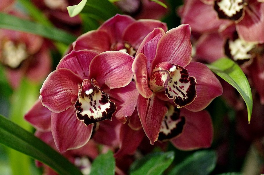 Орхидея Цимбидиум