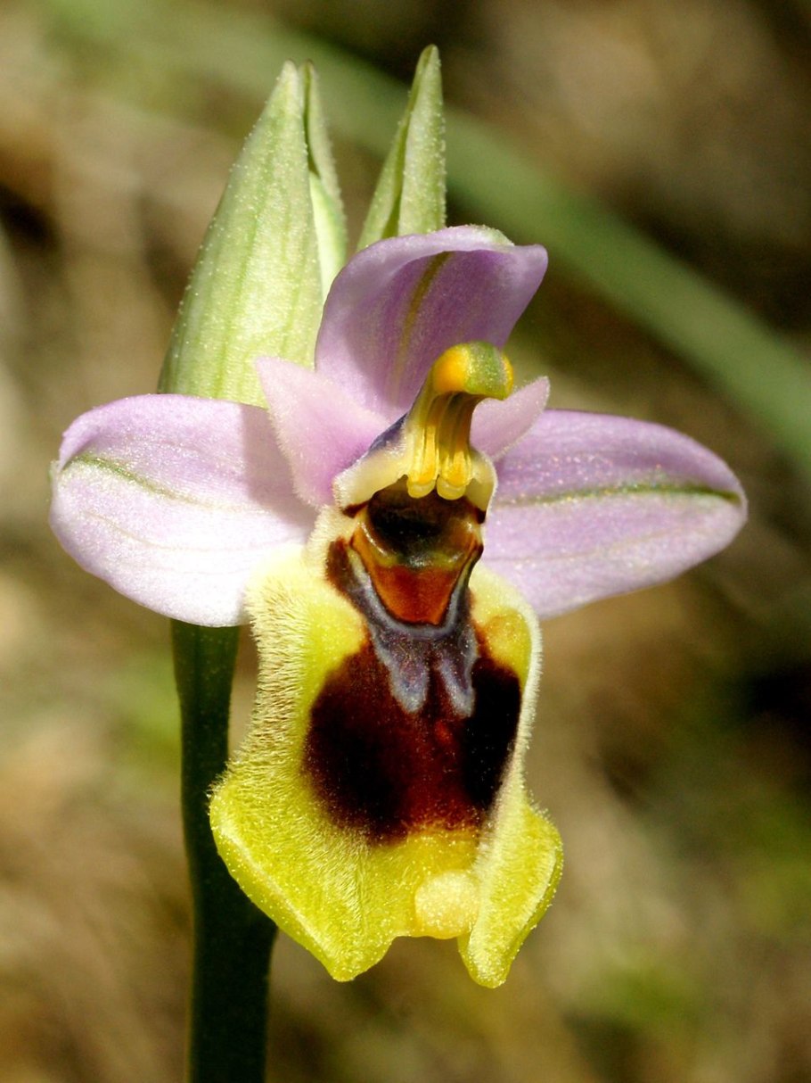 Ophrys tenthredinifera