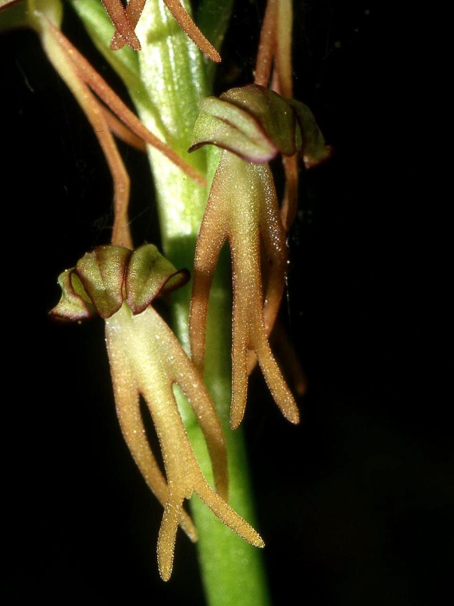 Orchis anthropophora