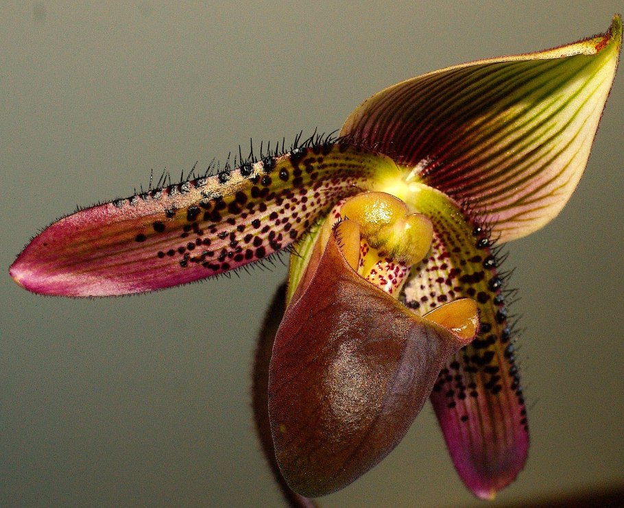 Пафиопедилум американский гибрид