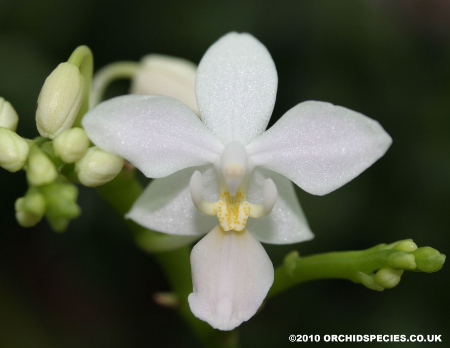 Phalaenopsis equestris Alba