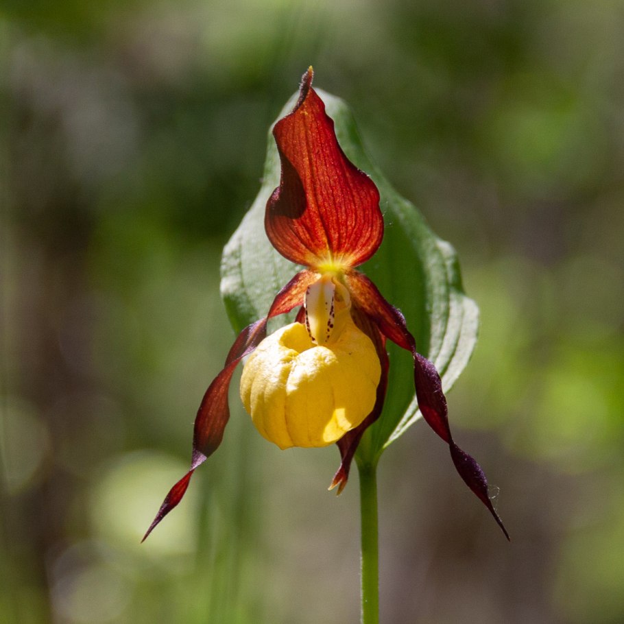 Paphiopedilum ciliolare