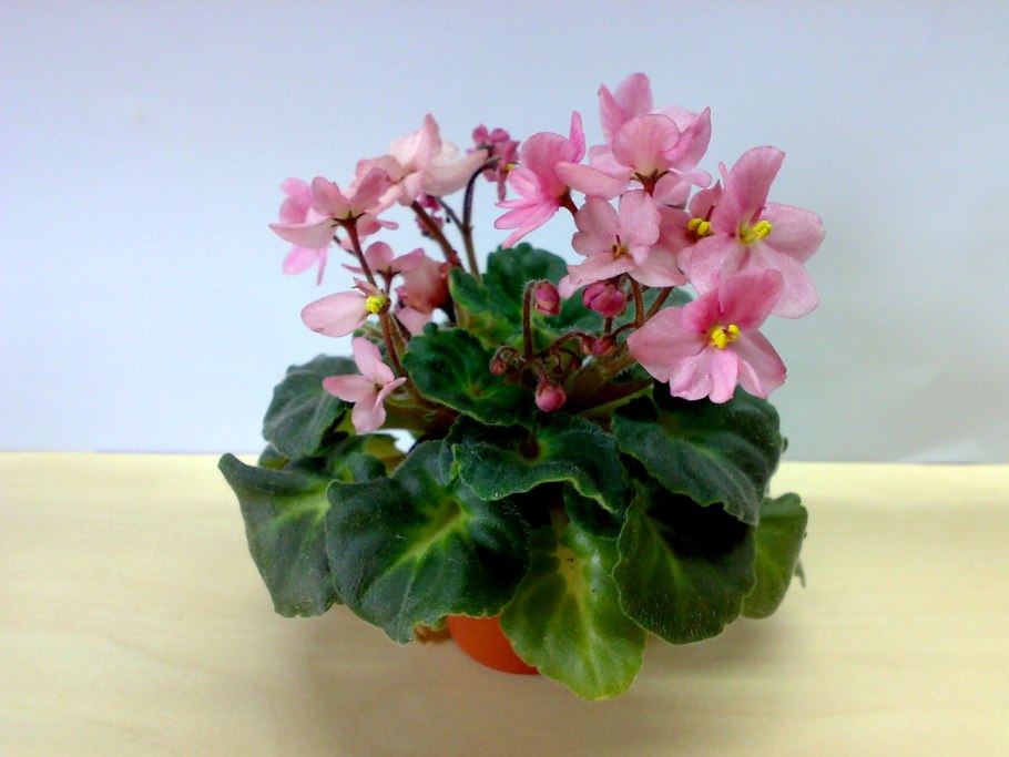 Фиалка ЕК Колыбельная Клары