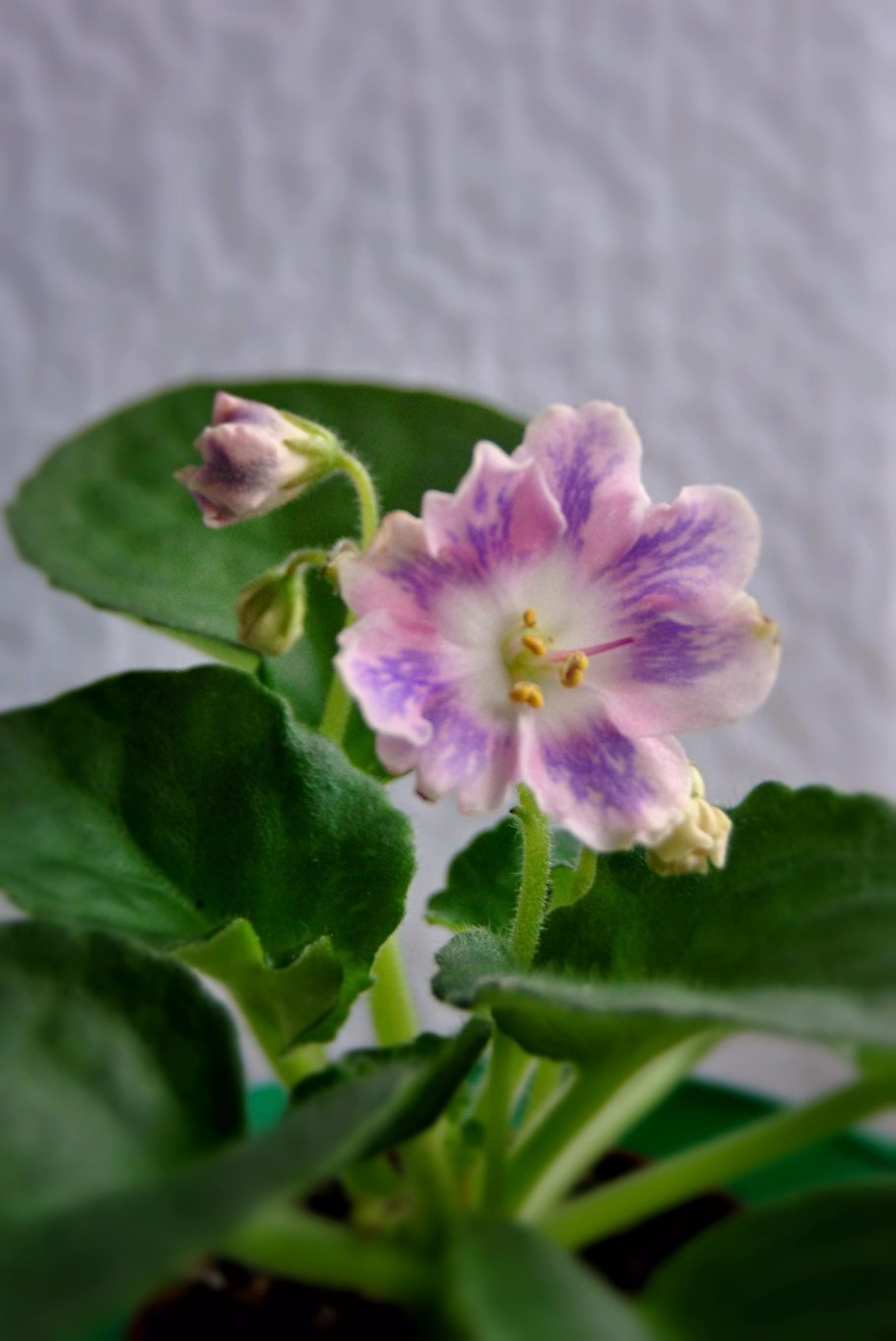 АВ Бабушкина фиалка