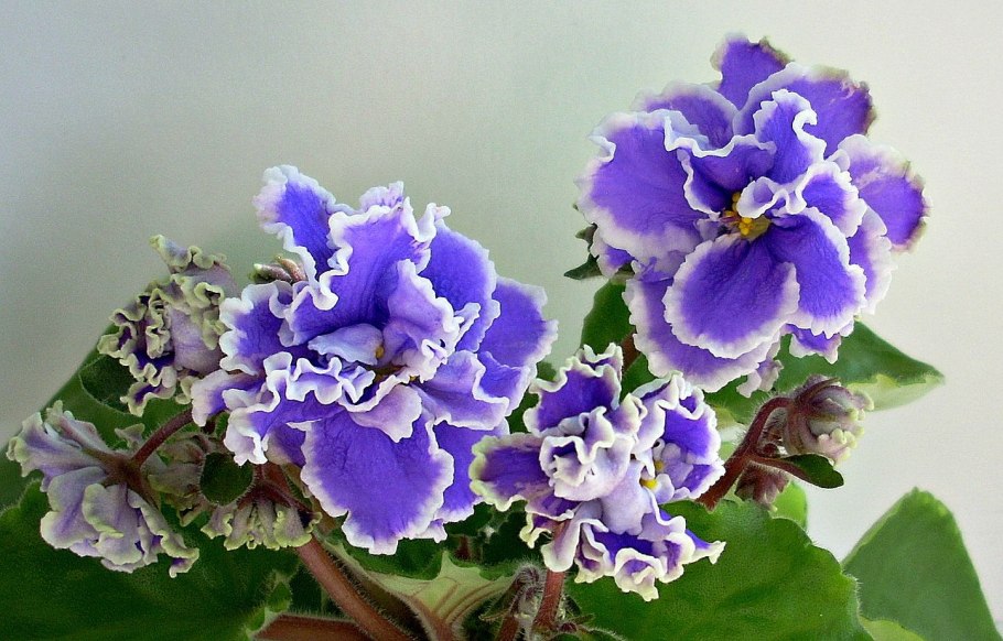 Фиалка Барбара Джейн трейлер