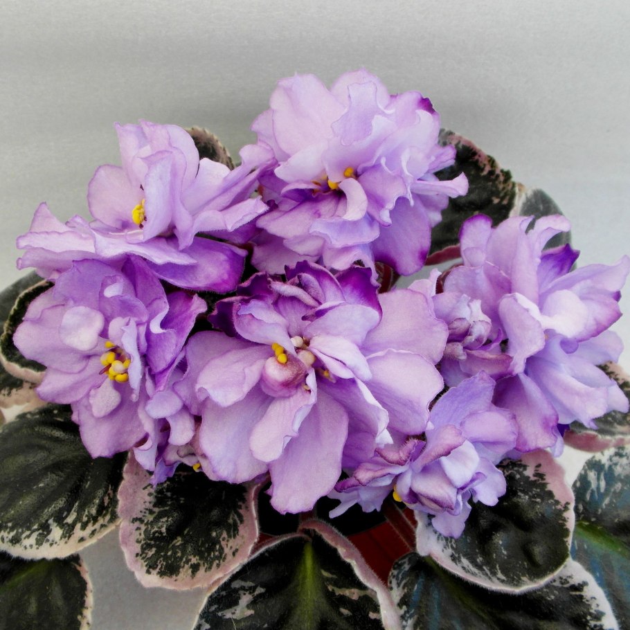 Фиалка РС Ариадна