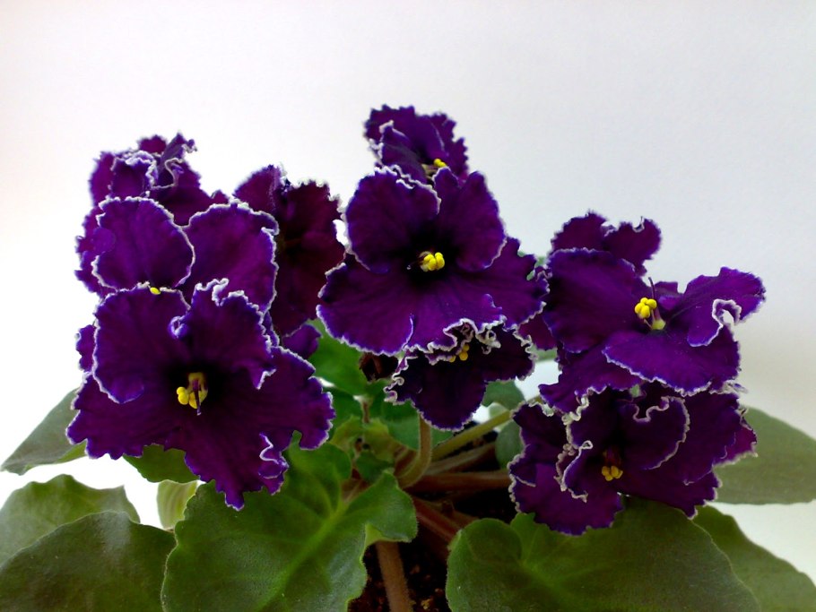 Alliance фиалка