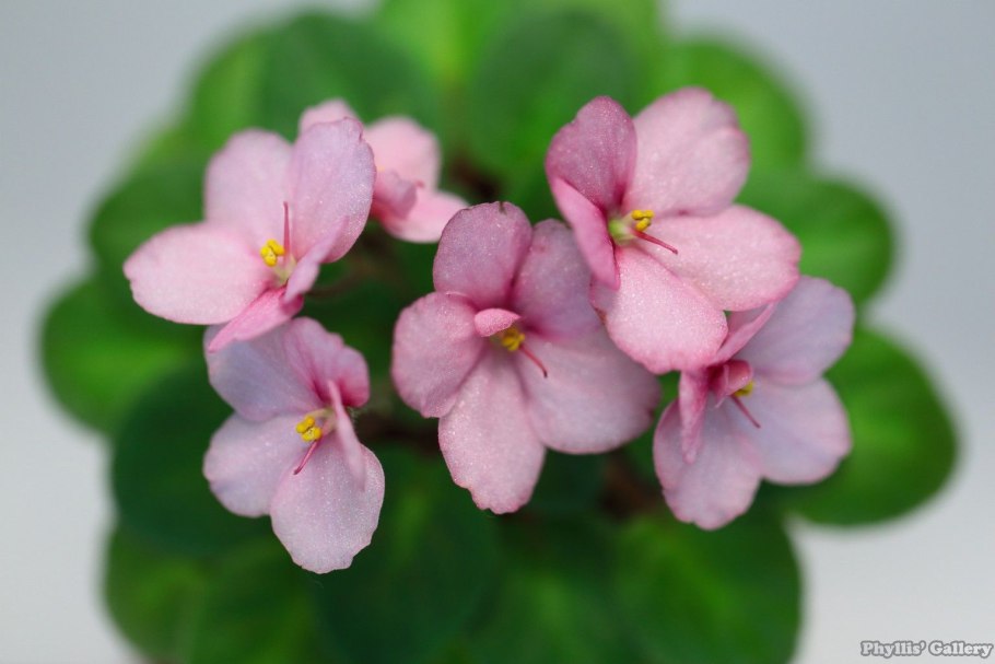 Rob's Bee Boopsie (r.Robinson)