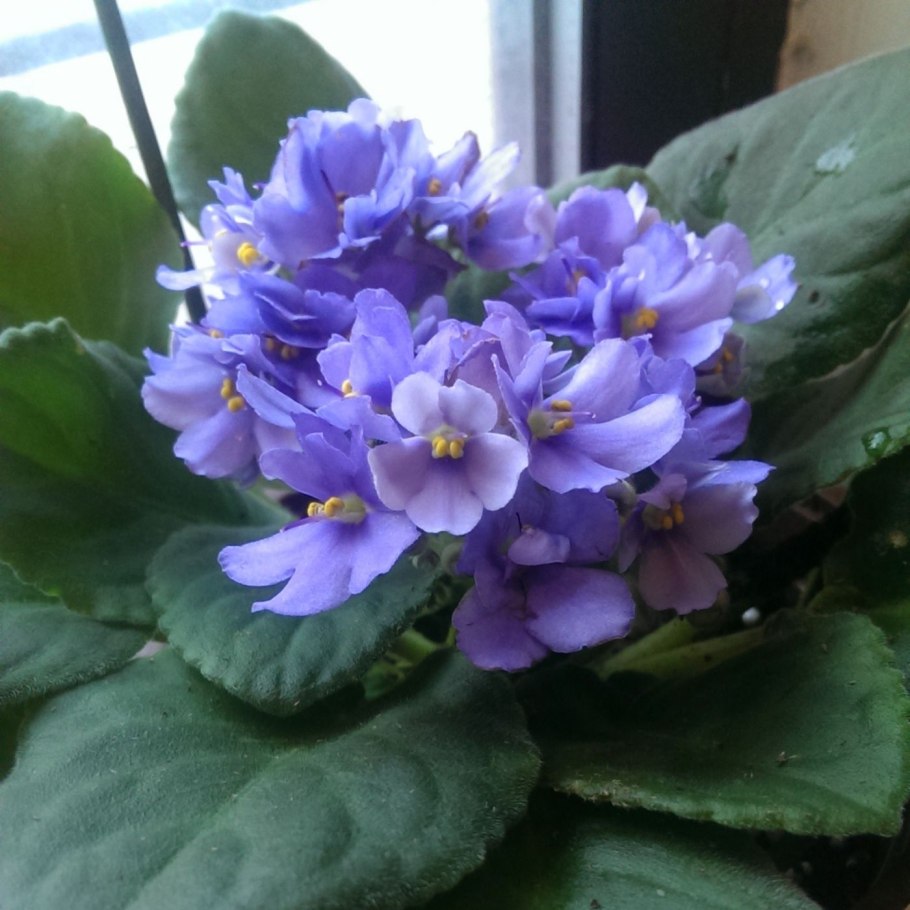 Фиалка Калифорния Виктория