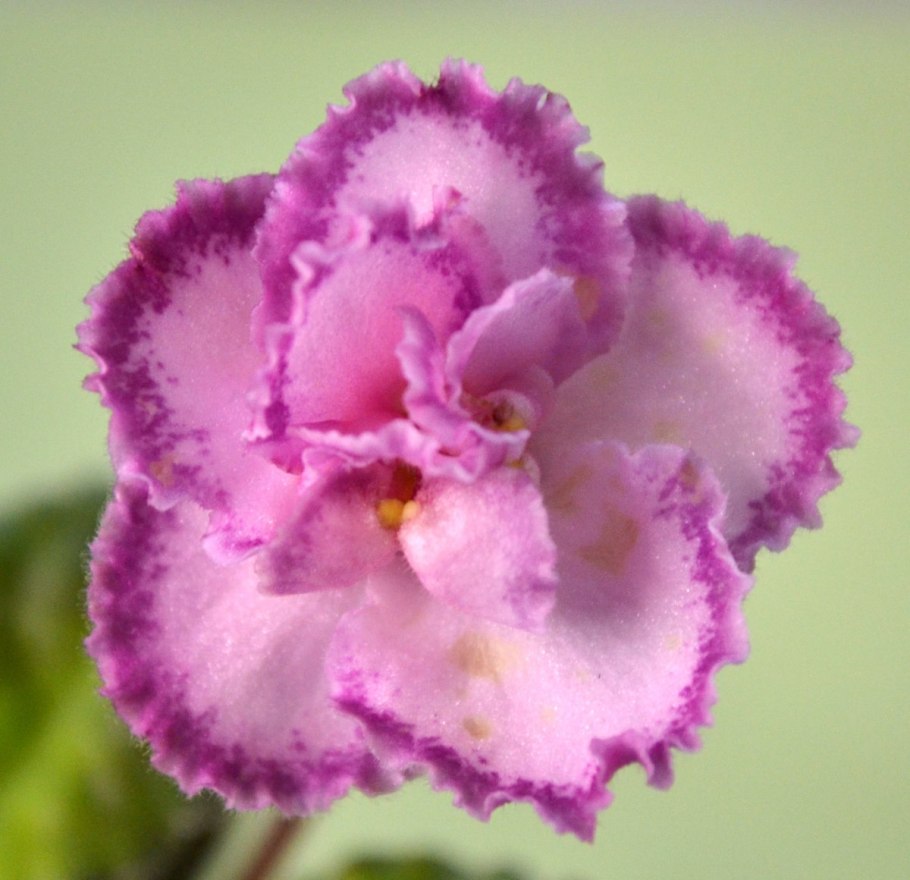 Фиалка Глория