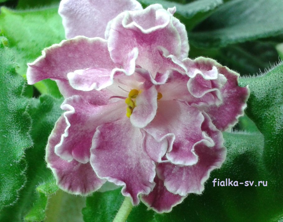 Фиалка African Violet