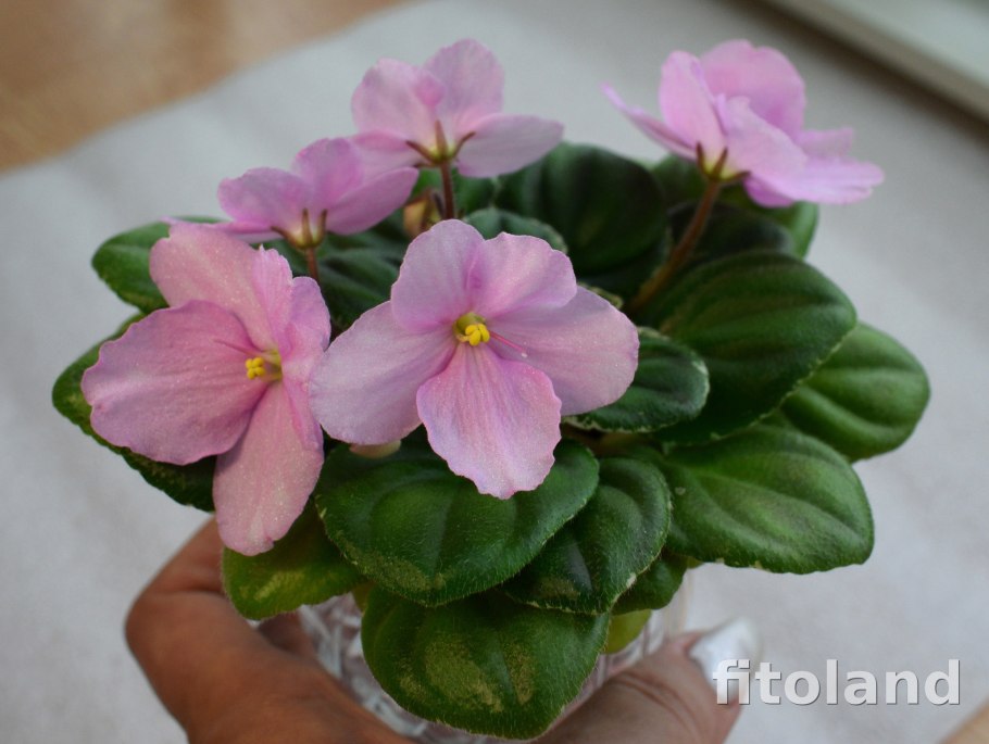 Фиалка сугар Плюм Dream