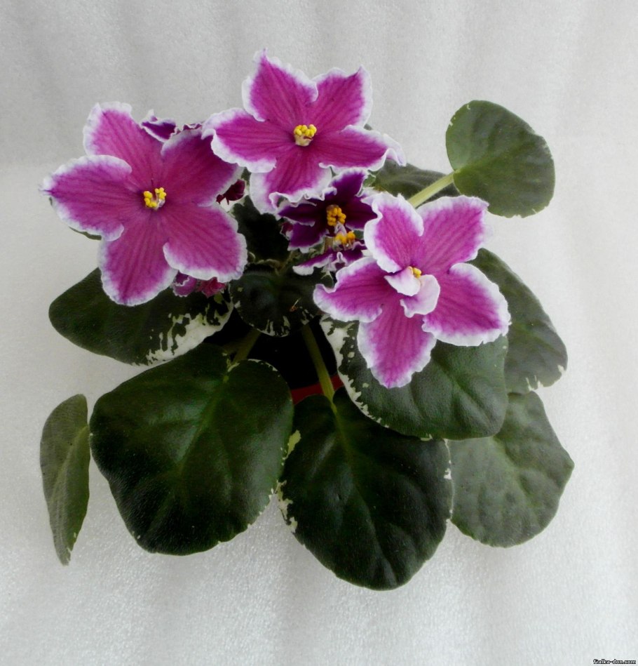 Rob's Monkeyshines фиалка