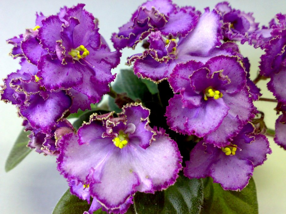 Фиалка Африкан Несс