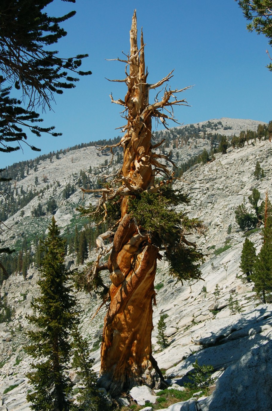 Сосна Бальфура balfouriana SSP. Balfouriana