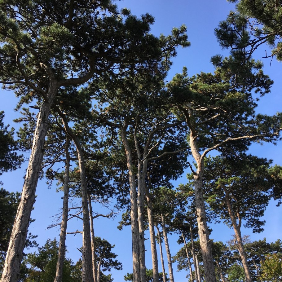 Сосна Сабина