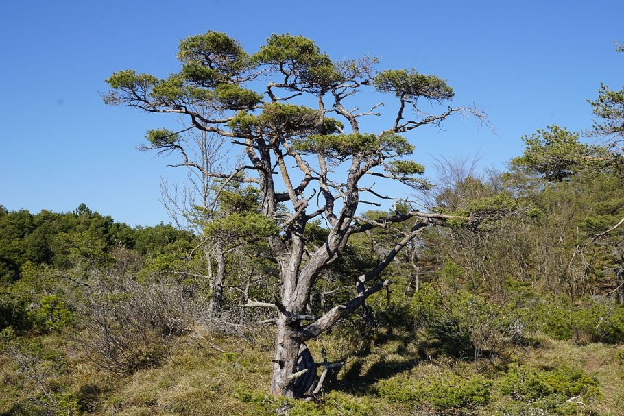 Ограда реликтового дерева
