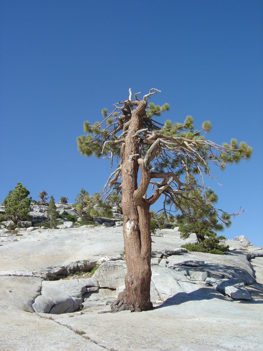 Pinus balfouriana Tree