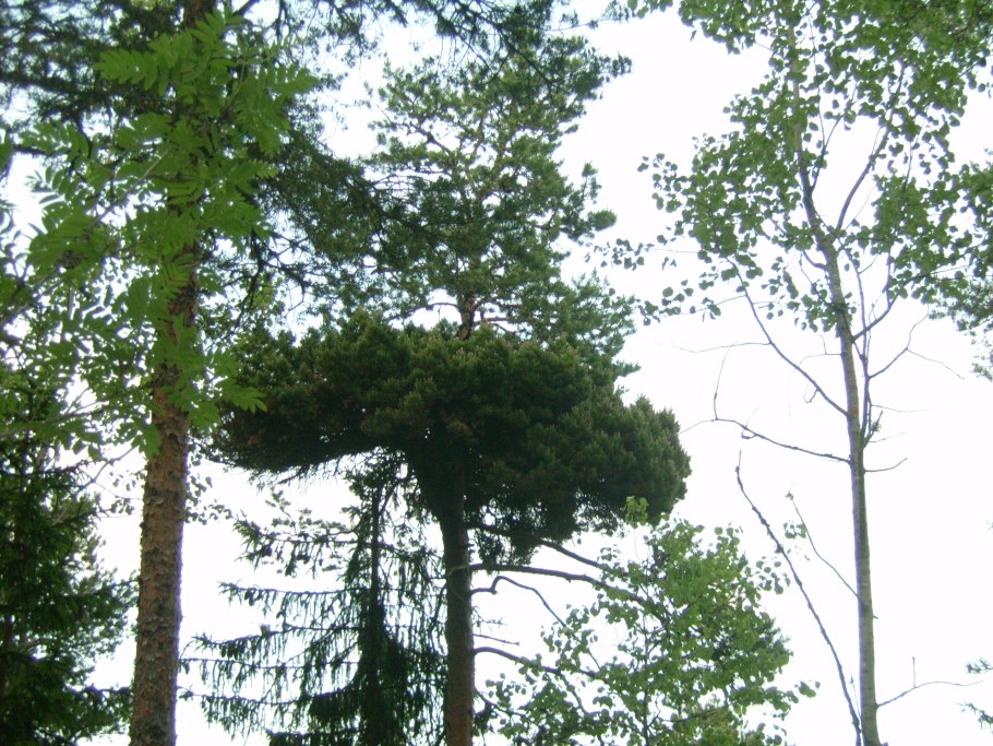 Крадихинская сосна