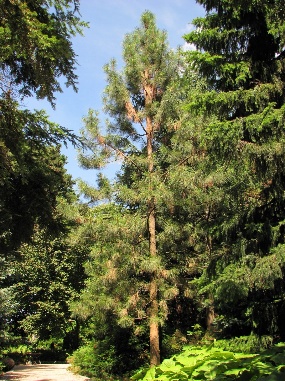 Сосна Банкса осенью