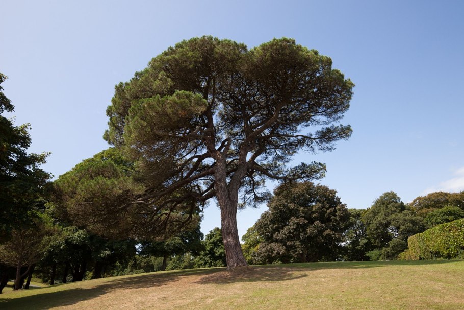Пиния (pinus pinea)