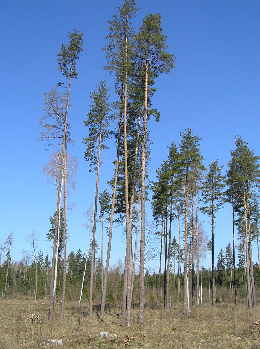 Pinus sylvestris