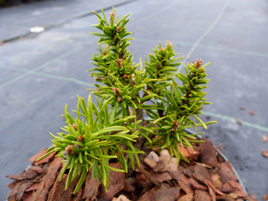 Ель обыкновенная pygmaea