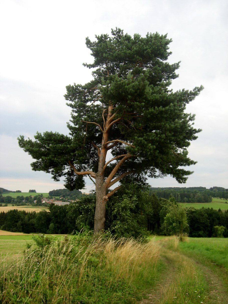 Pinus elliottii