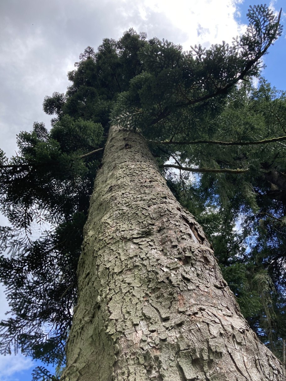 Pinus contorta, murrayana