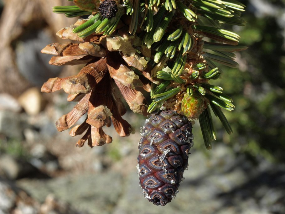 Веймутова сосна Северной Америки