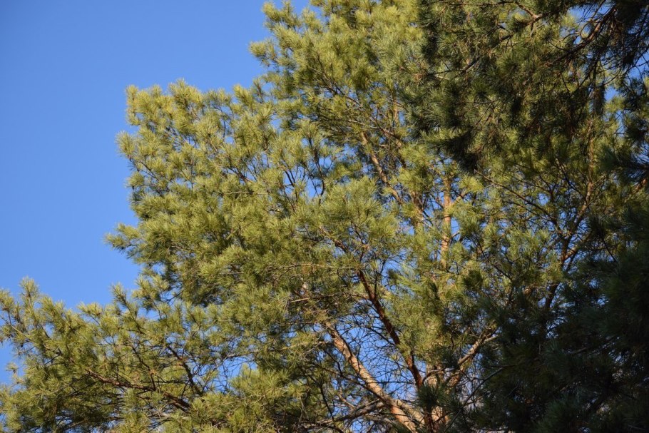 Pinus contorta