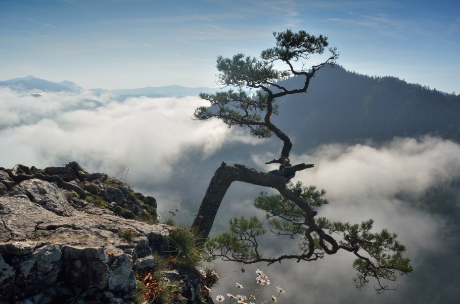 Сосна Бальфура balfouriana SSP. Balfouriana