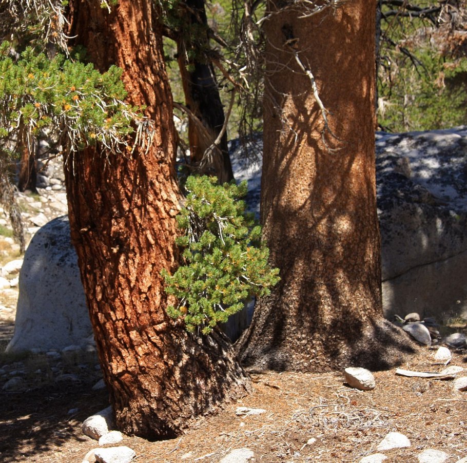 Pinus contorta