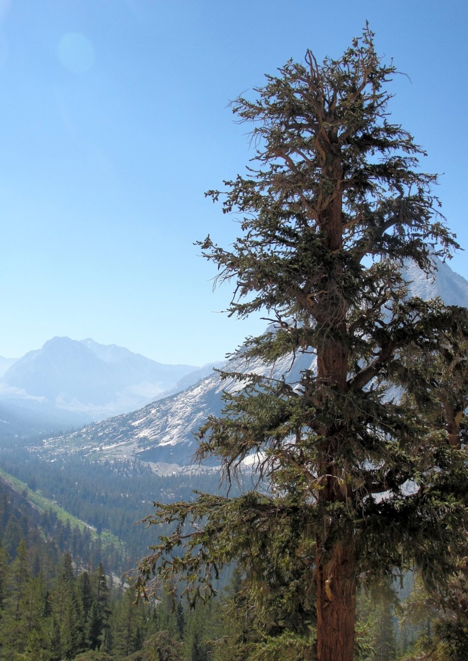 Сосна Бальфура Северная Америка