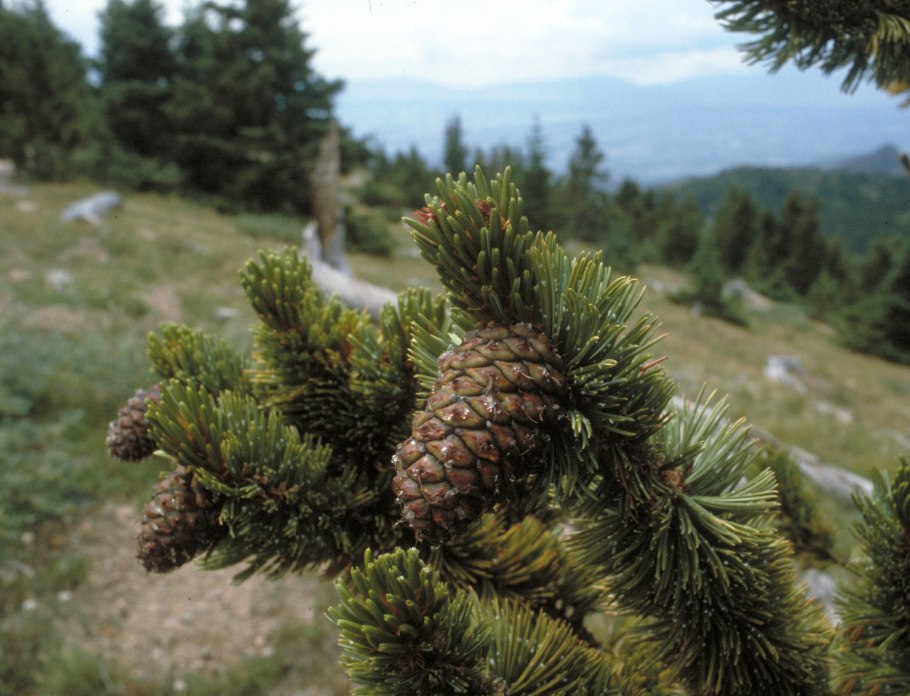 Pinus aristata