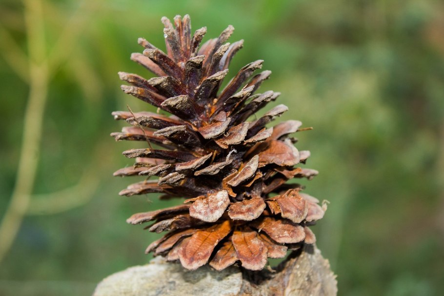 Шишка меловой сосны