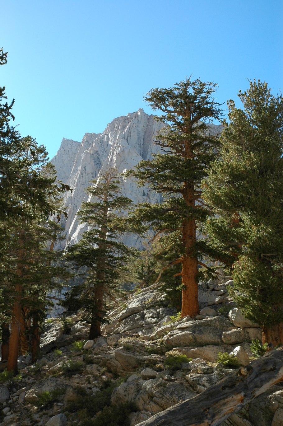 Сосна Бальфура Северная Америка