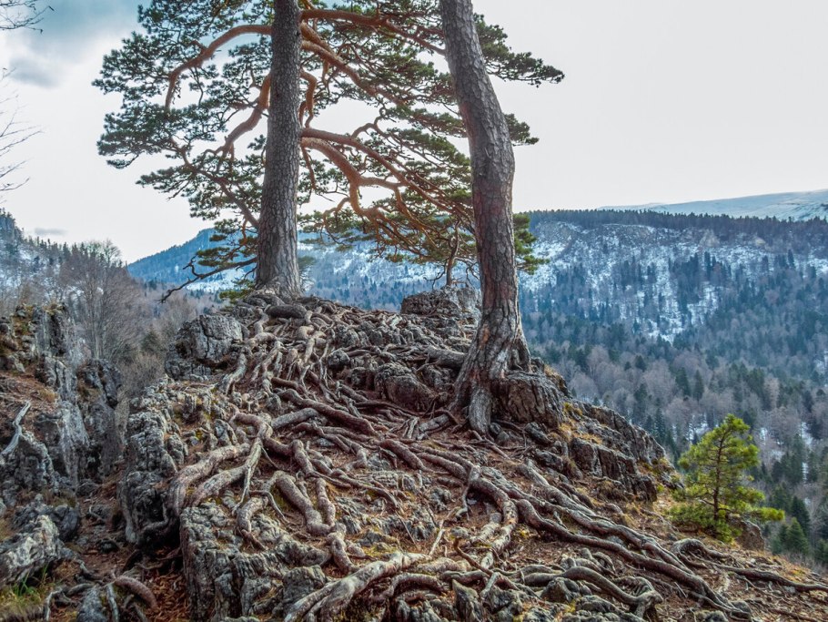 Сосна коха (крючковатая)