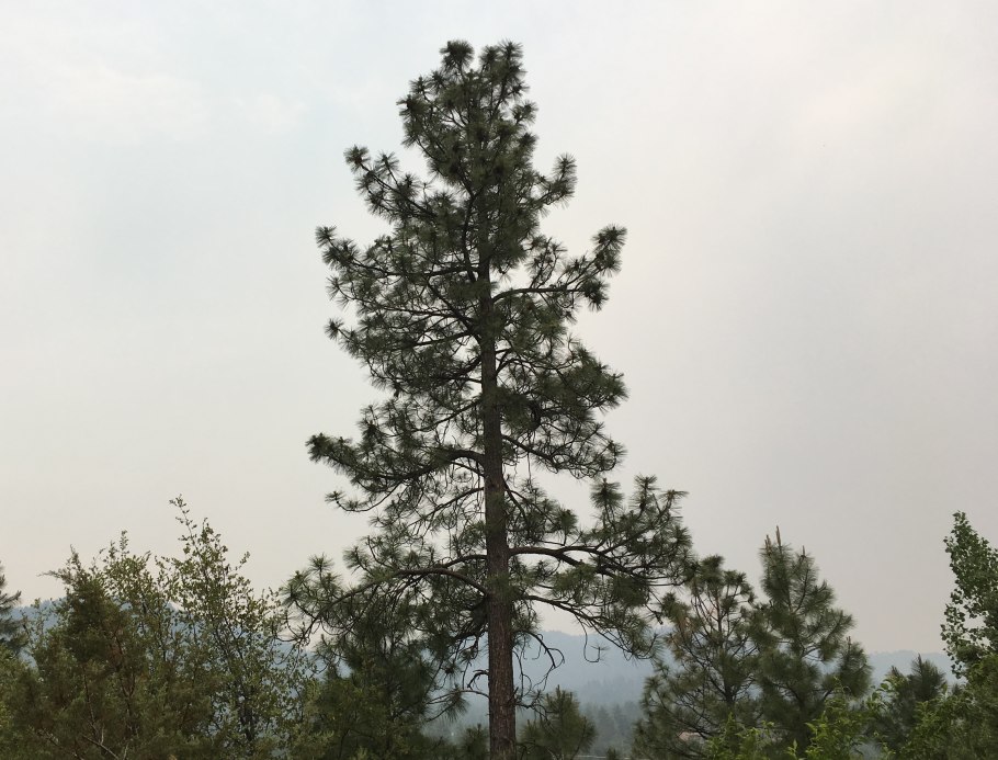 Pinus Ponderosa Penaz