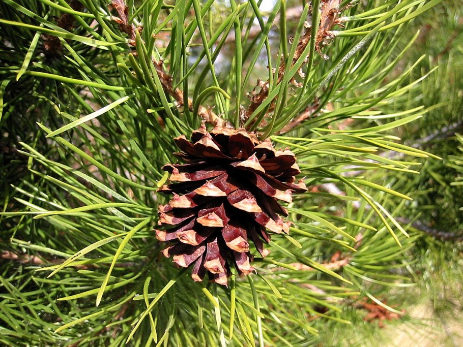 Дерево выросло на Камне