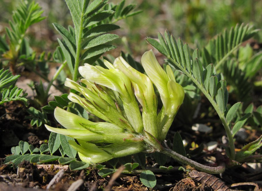 Astragalus falcatus
