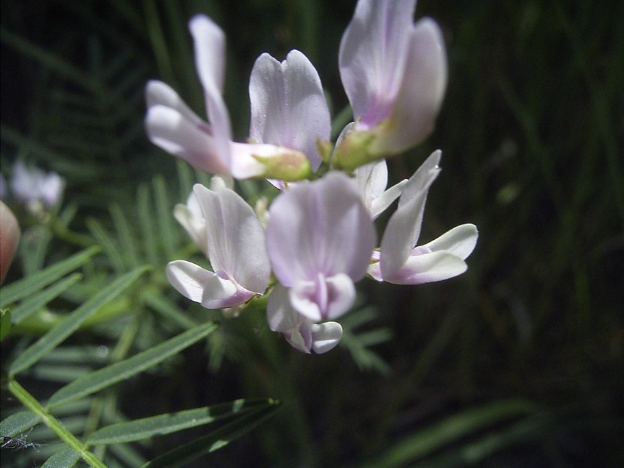Астрагал Цингера (Astragalus zingeri)