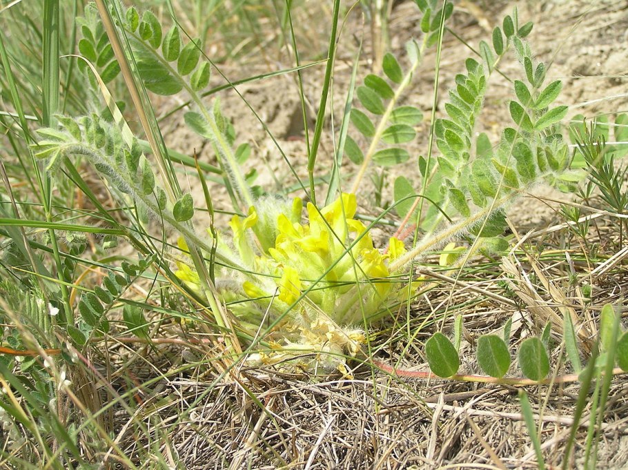 Астрагал Клера Astragalus clerceanus
