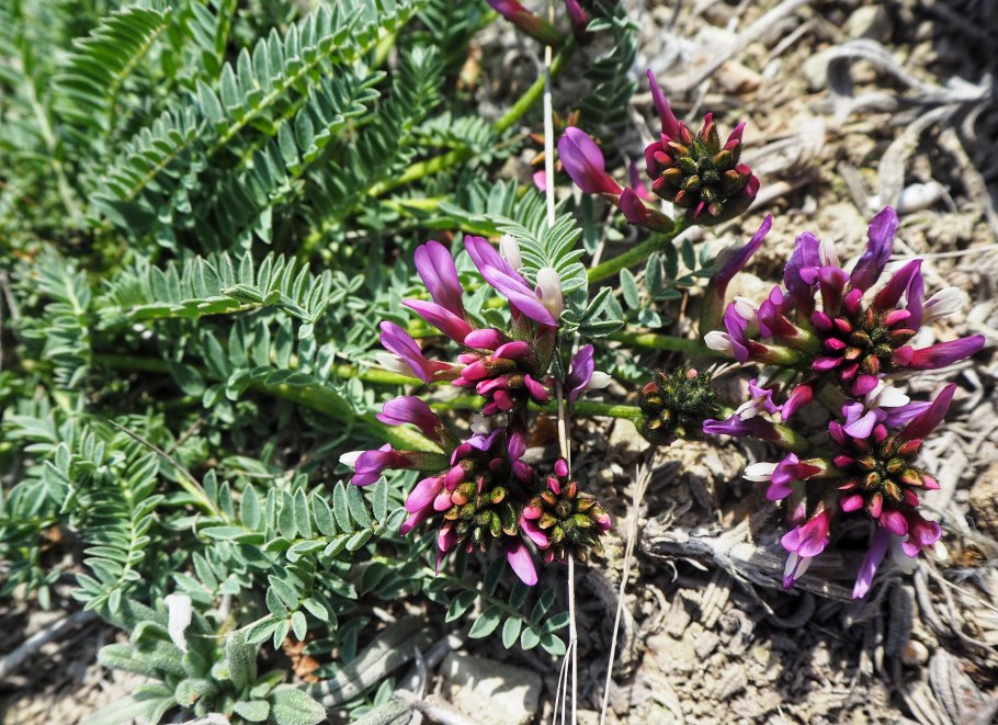Astragalus microcephalus
