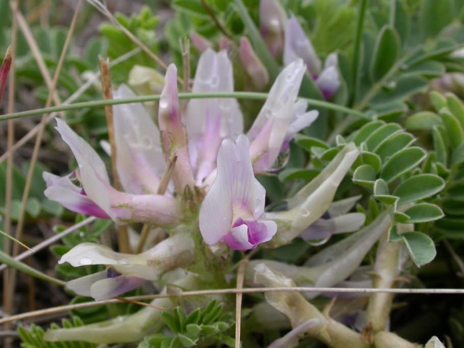 Astragalus monspessulanus