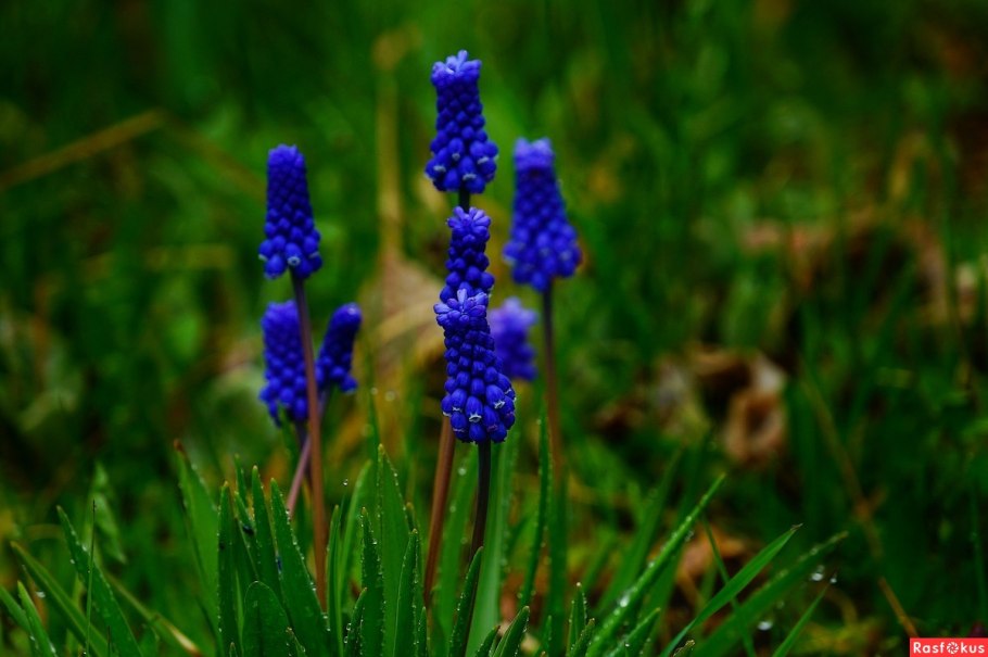 Мышиный гиацинт гадючий лук