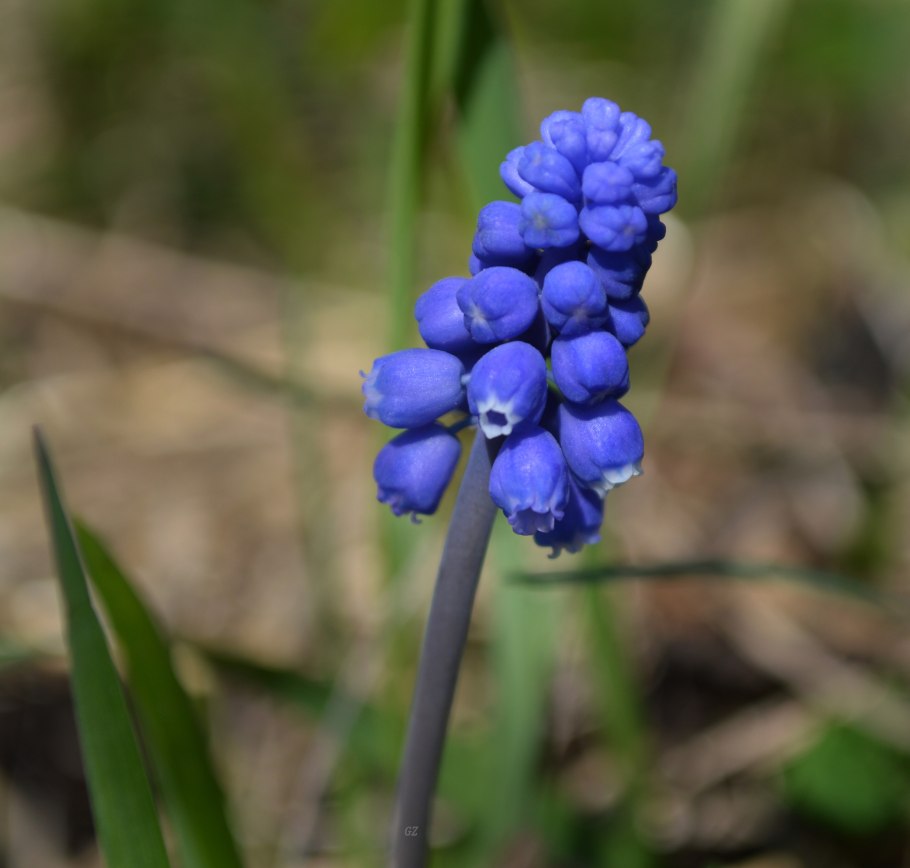 Мускари Неглектум