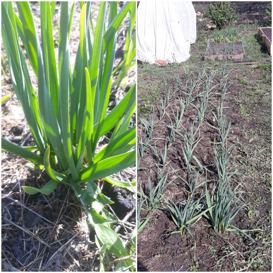 Выбор луков