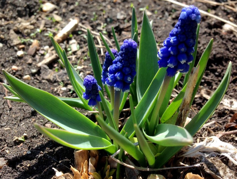 Лук слизун Мангыр